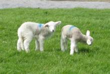 Sheep near Seven Sisters